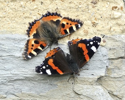 small tortoiseshell